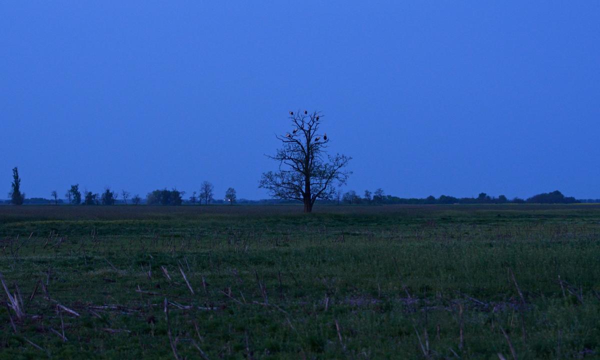 Gyöngyvirág és csapata napfelkeltekor Csejt-pusztán az éjszakázó fán (fotó: Papp Ferenc)