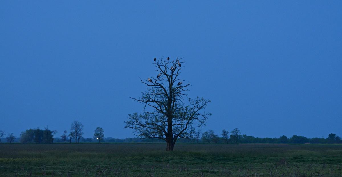 Gyöngyvirág és csapata napfelkeltekor Csejt-pusztán az éjszakázó fán (fotó: Papp Ferenc)