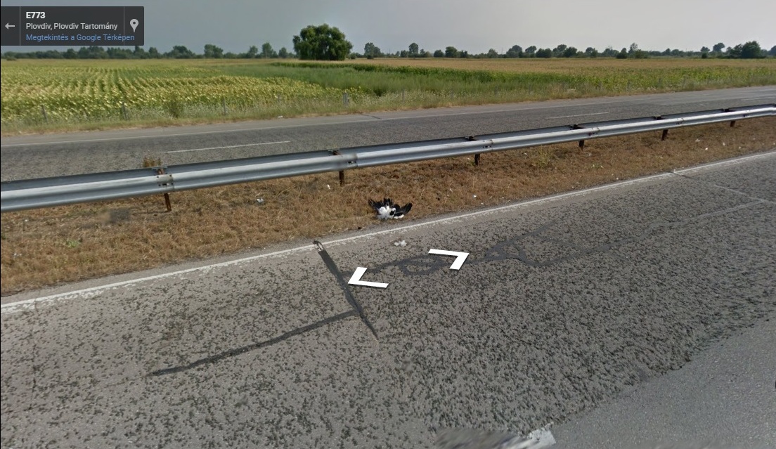 Sajnos a legelő másik oldala már veszélyes hely, ahogy ezt az autópályán elgázolt gólyateteme is mutatja (forrás: maps.google.hu)