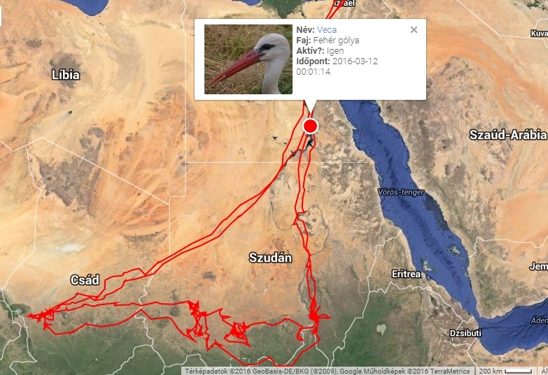 Veca már Egyiptomban és nemsokára elhagyja a Nílus völgyét, szinte teljesen ugyanazon az útvonalon halad mint tavaly (forrás: satellitetracking.eu)